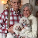 teacup maltese puppies for sale