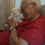 teacup maltese puppies for sale