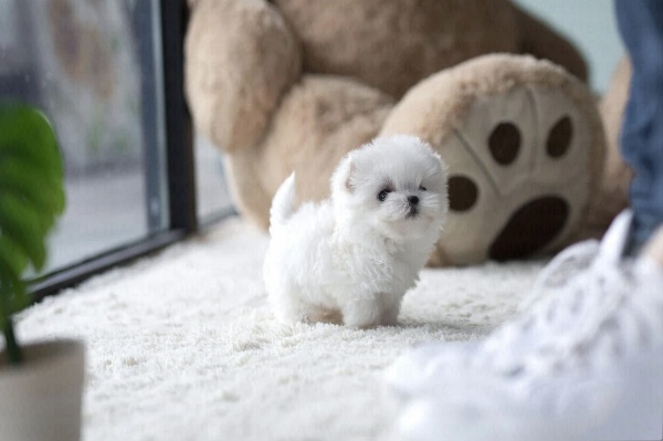 teacup maltese puppies for sale
