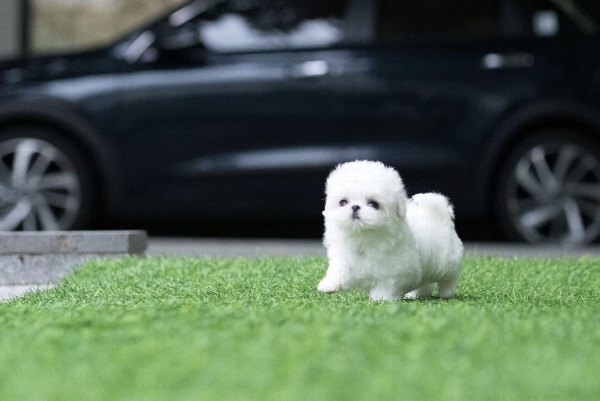 teacup maltese puppies for sale