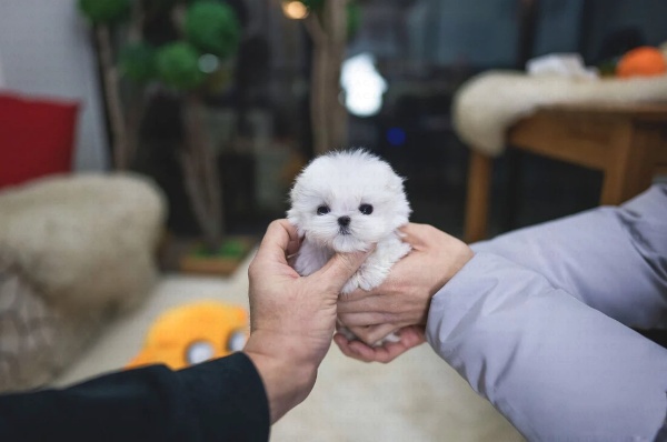 teacup maltese puppies for sale