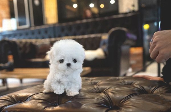 teacup maltese puppies for sale
