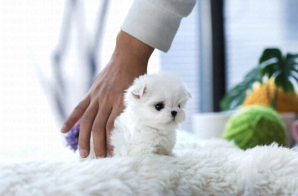 teacup maltese puppies for sale