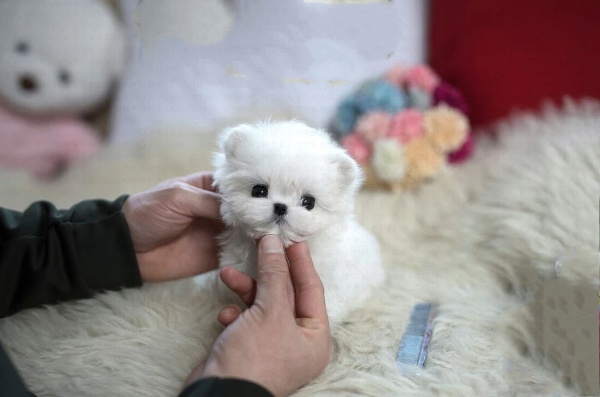 teacup maltese puppies for sale
