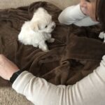 teacup maltese puppies for sale