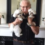 teacup maltese puppies for sale