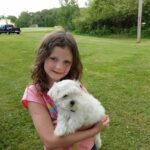 teacup maltese puppies for sale