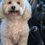teacup maltese puppies for sale