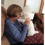 teacup maltese puppies for sale