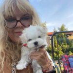teacup maltese puppies for sale