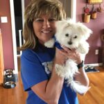teacup maltese puppies for sale