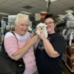 teacup maltese puppies for sale