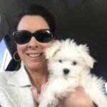 teacup maltese puppies for sale