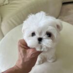 teacup maltese puppies for sale