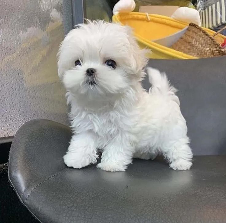 teacup maltese puppies for sale